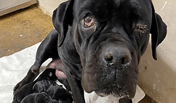 Mama Dog apsaugo savo naujagimius šuniukus po to, kai savininkas juos visus išmetė ant purvo kelio