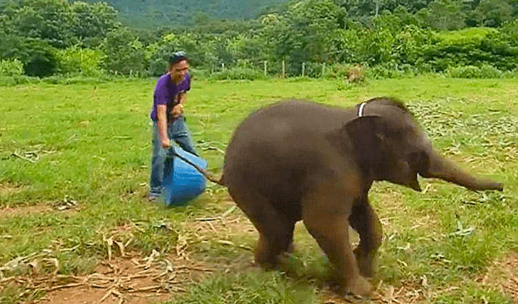 Reta filmuota medžiaga rodo žaismingą šešių mėnesių dramblio jauniklį, besijuokiantį žaidimo metu laukinės gamtos draustinyje
