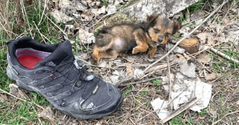 Šuniukas, išmestas su šiukšlėmis, nuneša į senus batus, kad būtų patogu