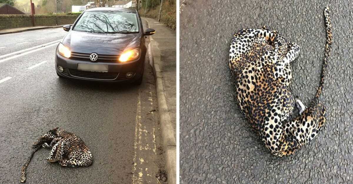 Vyras sustabdė automobilį, kad padėtų sužeistam leopardui, gulinčiam kelyje