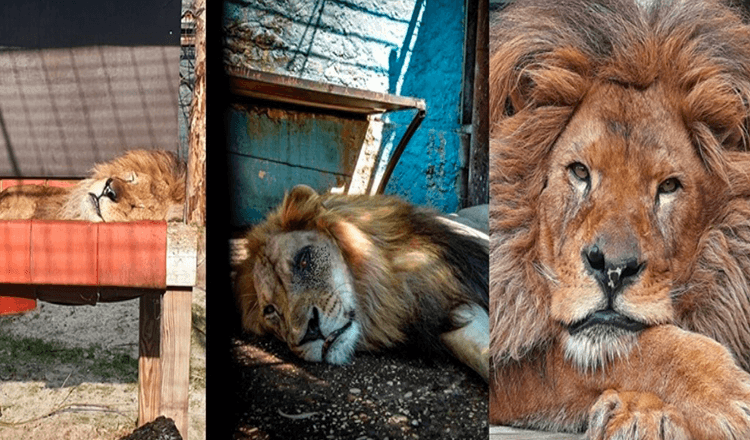 Liūtas Bobas gyveno blogiausiame zoologijos sode pasaulyje, buvo išgelbėtas / Dabar jis turi maisto ir jie jį myli