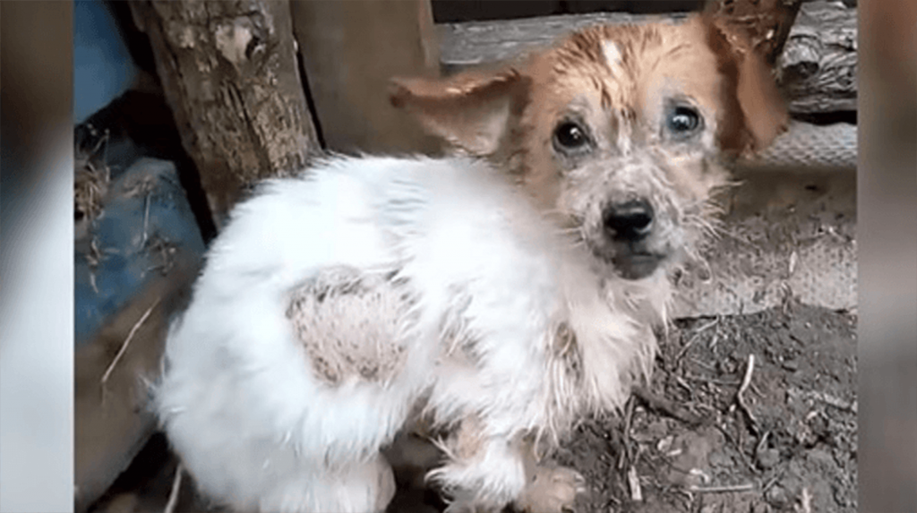 Skausmingais žingsniais šuo kreipiasi į gelbėtojus, kurie tikisi pabėgti iš savo apgailėtino gyvenimo!