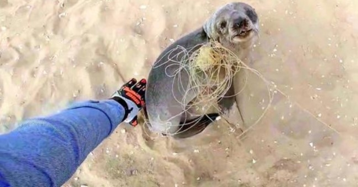 Baby Seal’as nustoja padėkoti savo gelbėtojams, kad išlaisvino jį prieš prisijungdamas prie savo šeimos