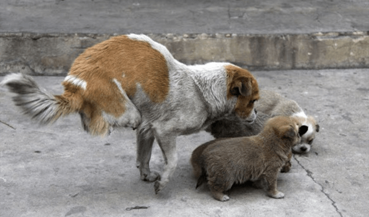 Dvikojė benamė mama rūpinasi savo benamių šeima