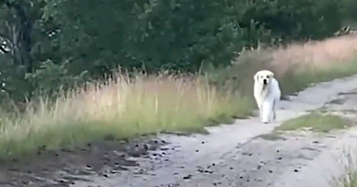 Jie praranda viltį rasti savo augintinį, kai kelyje pasirodo didelis baltas šuo