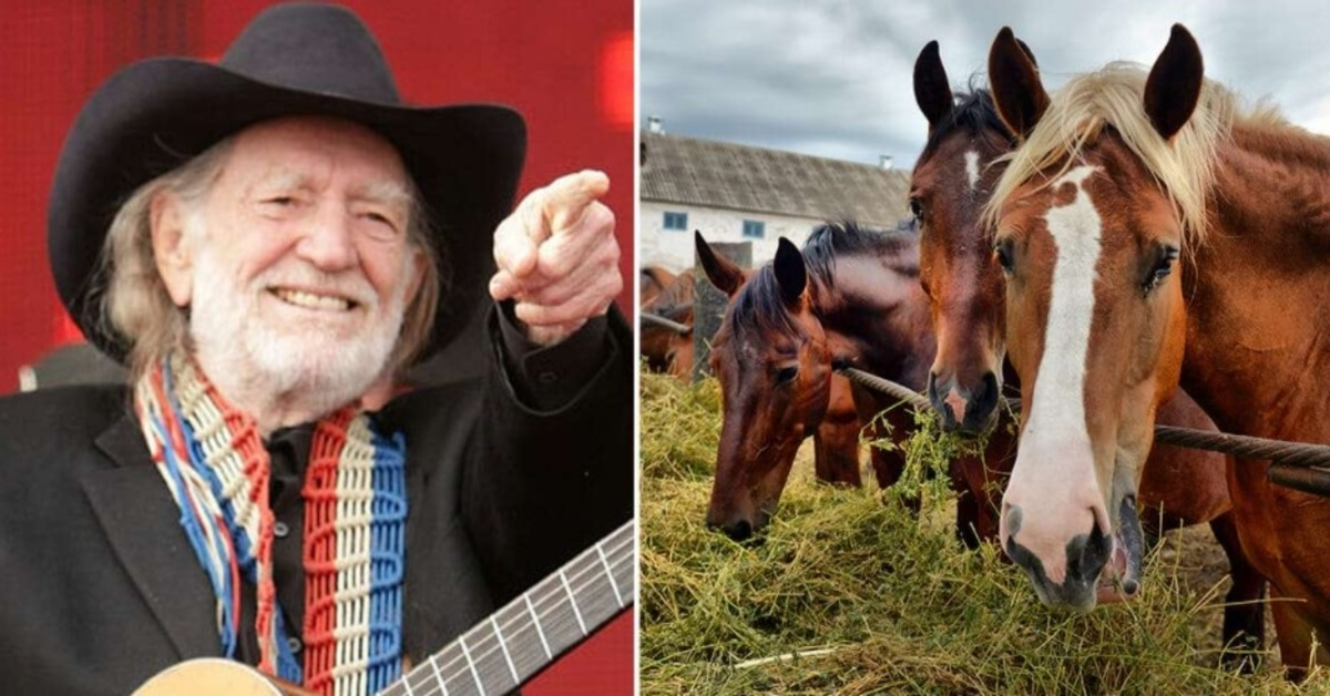 Willie Nelsonas išgelbėjo 70 arklių iš skerdyklos, kad jie galėtų laisvai klajoti savo Teksaso rančoje