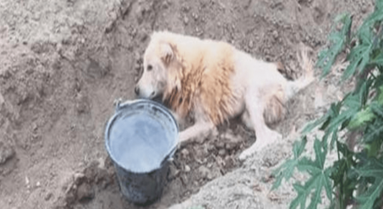 Mano savininkas žiauriai mane paliko griovyje, jis manė, kad aš nebenaudingas, bet aš atsisakiau mirti