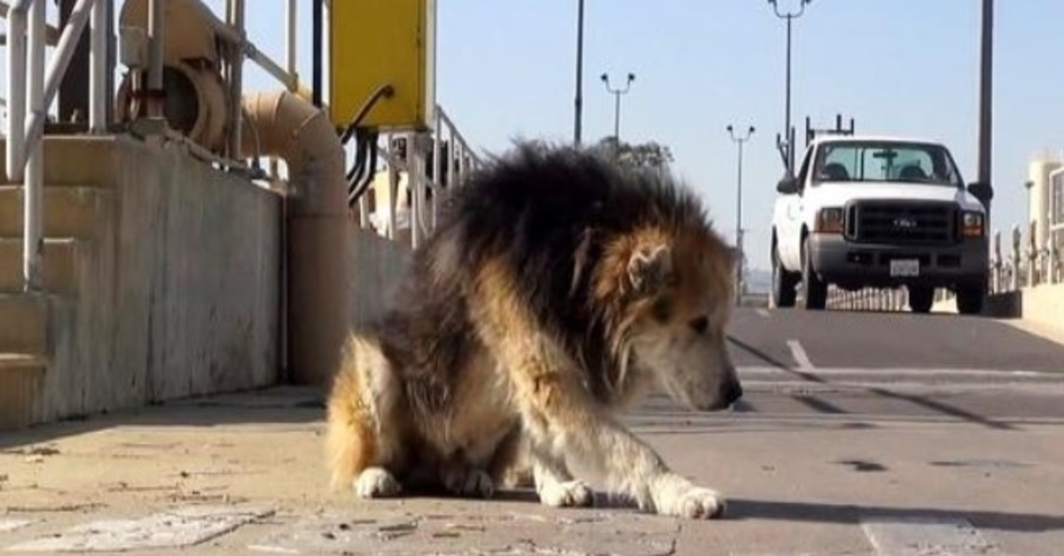 Pavojingame valymo įrenginyje išmestas senjoras šuo įkrito į kanalizaciją ir dvokia supuvęs