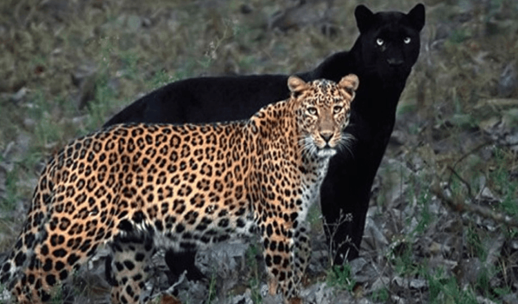 Fotografas užfiksuoja neįtikėtiną leopardo ir juodosios panteros poros nuotrauką