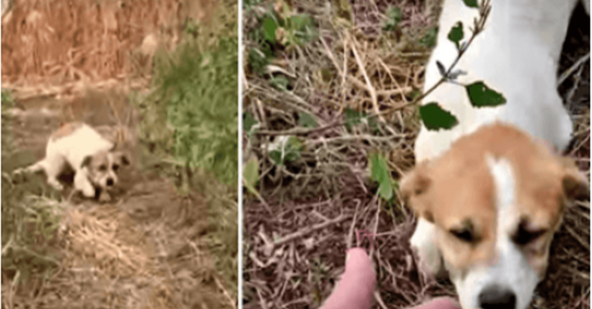 Sužalotas šuniukas, pavargęs nuo bėgimo, kasa gilyn, kad priimtų ranką prieš išsiveržiant dangui