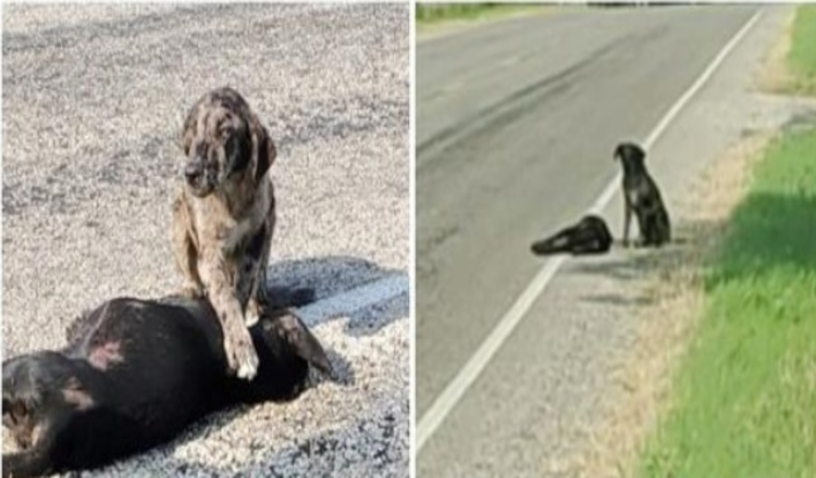 Apsauginis didysis brolis laukia, kol jo sesuo pabus po to, kai ją partrenks automobilis