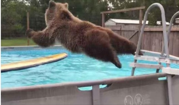 Grizzly Bear pilvas įkrenta tiesiai į baseiną, tada apsisuka ir suteikia fotoaparatui didžiulę šypseną