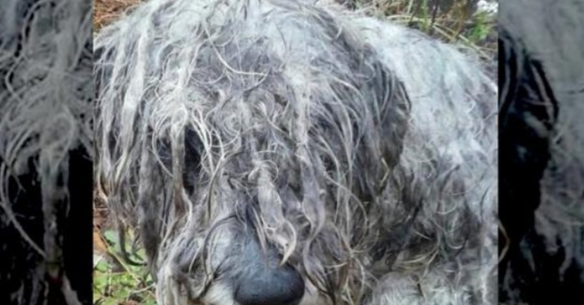 Išbadėjęs ir išnaudotas šnauceris buvo rastas pririštas prie medžio kaimo žemėje