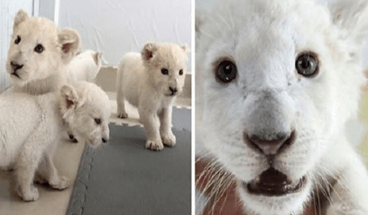 Safari parke gimę itin reti baltojo liūto ketvertukai