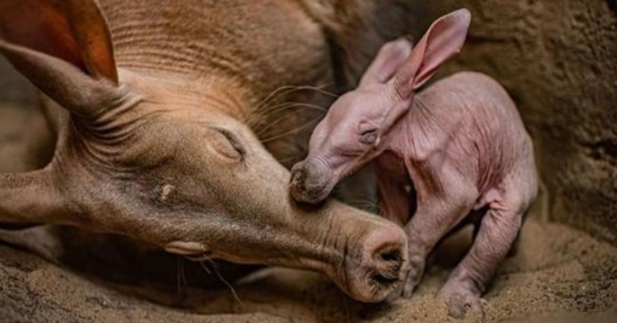 Česterio zoologijos sodas „be galo apsidžiaugė“, kai švenčia savo pirmojo aardvarko gimimą