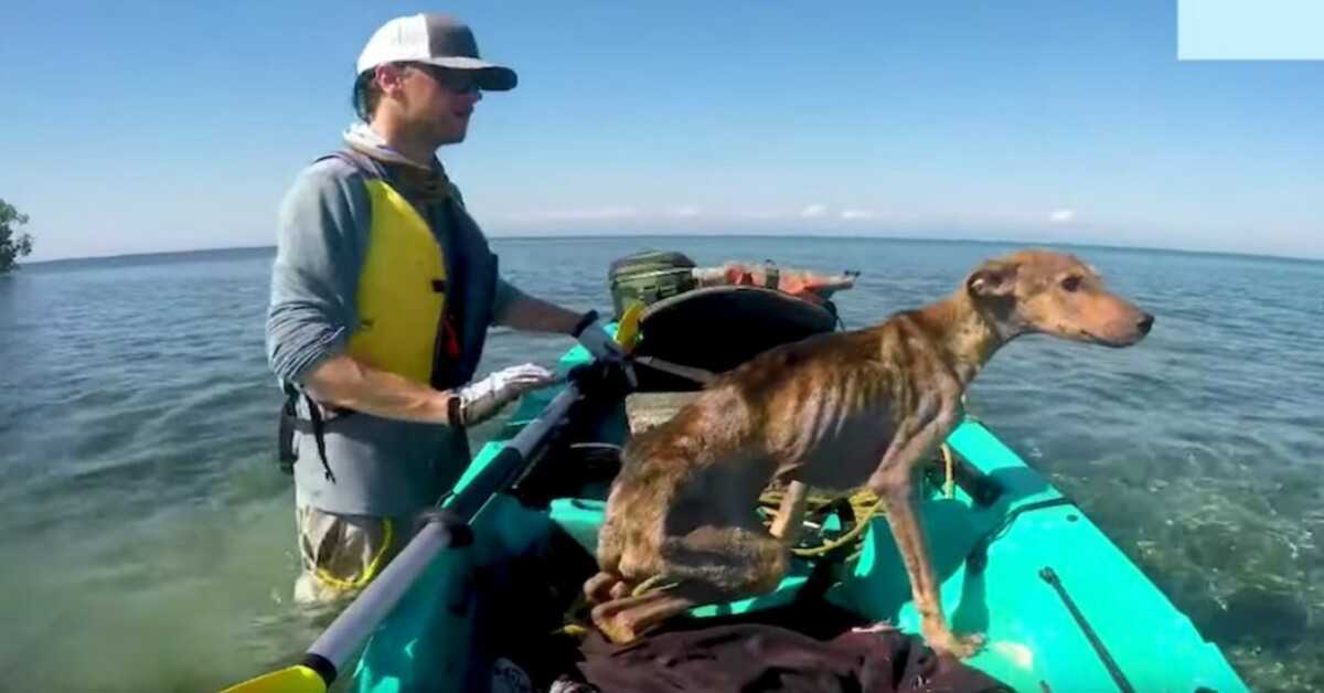 Vyras gelbsti badaujantį šunį vienas nuošalioje saloje ir parveža jį namo