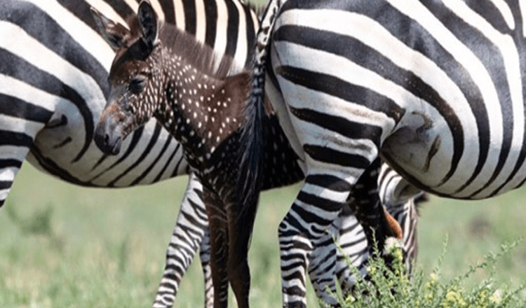 Kūdikis Zebras gimė su taškais, o ne dryžiais – pirmą kartą įrašytas (+8 nuotraukos)