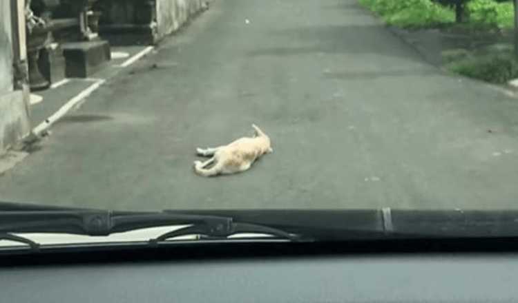 Automobilis patraukia ant Šuns, gulintį nejudėdamas vidury kelio