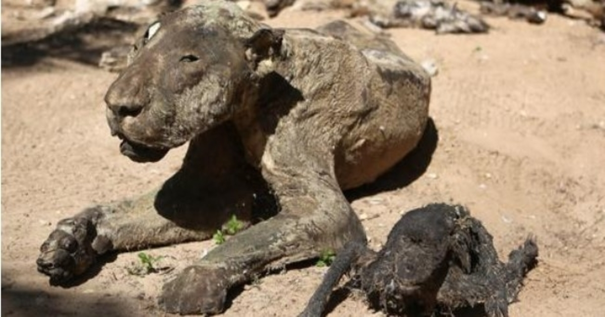 Tigras išgelbėtas iš „blogiausio pasaulyje zoologijos sodo“ Dabar jis žino, kaip jaučiasi laisvė