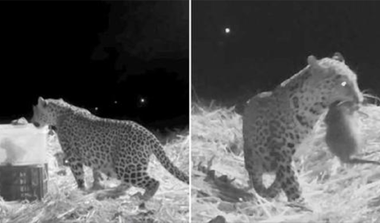 Gelbėtojų komanda užfiksavo mamos leopardo ir dingusio jauniklio, kurį rado draugiški žmonės, susijungimą