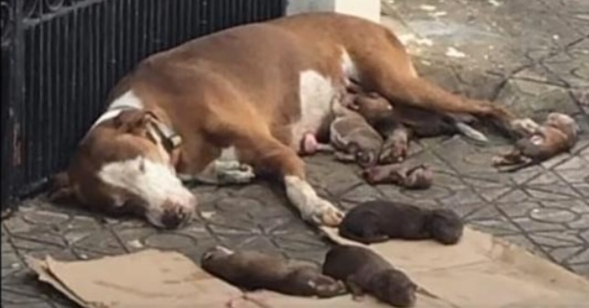 Badaujantis mamos šuo ir jos prastai maitinami naujagimiai išgelbėjo pačiu laiku