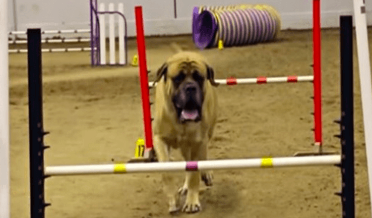 Anglų mastifas Agility kursą baigė rekordiškai lėtai