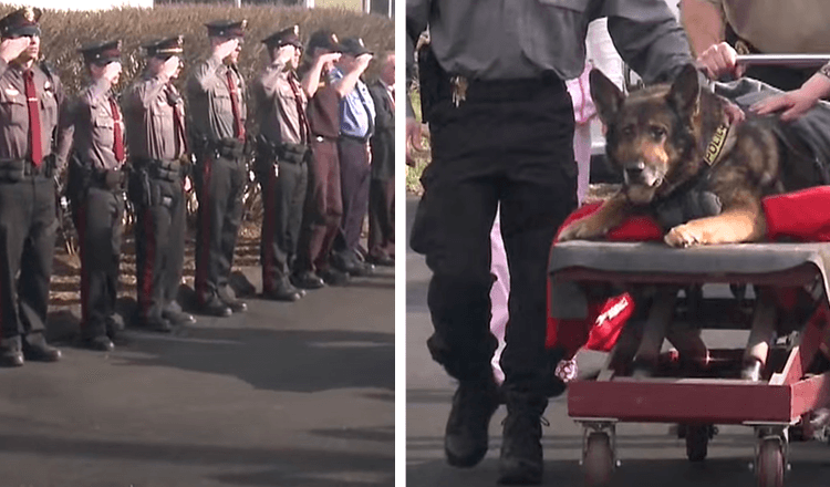 K9 buvo apdovanotas paskutiniu pasivažinėjimu policijos automobiliu prieš užmigdant