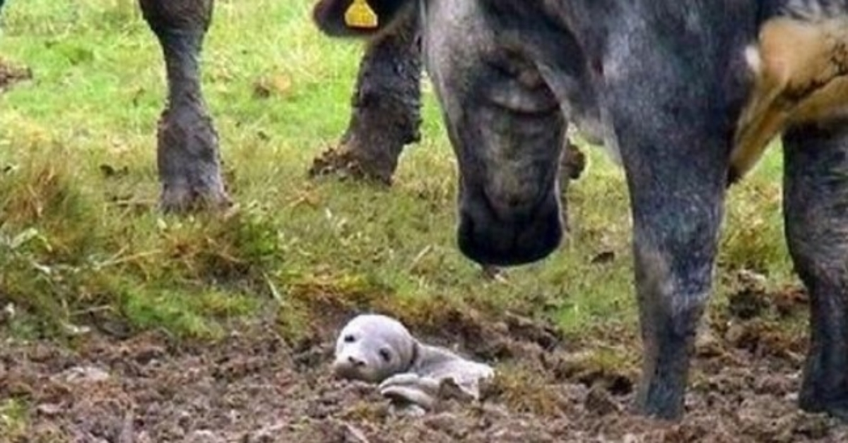 Vyras rado mirštantį šuniuką, palaidotą gyvą žemėje, bet tai „visiškai ne šuniukas“