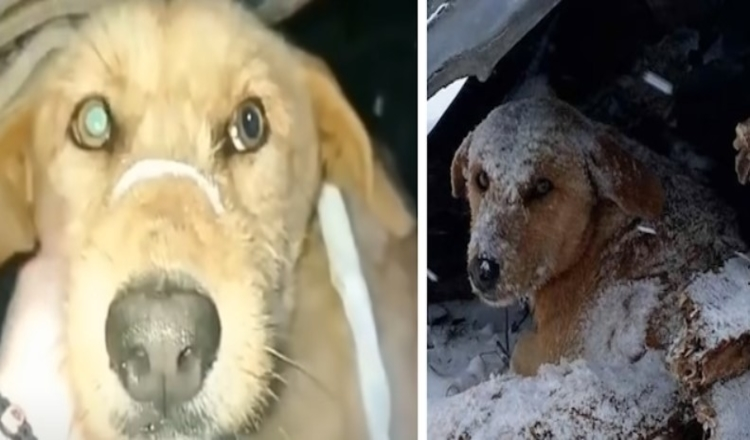 Šuo, kuris buvo nušautas, sėdėjo drebėdamas vienas šaltame sniege