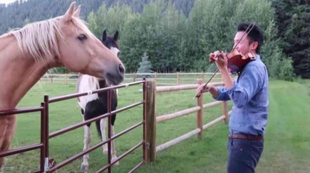 Vyrą, grojantį smuiku, prisijungia 2 žirgai, kurie „šoka“ jo muzikinę serenadą