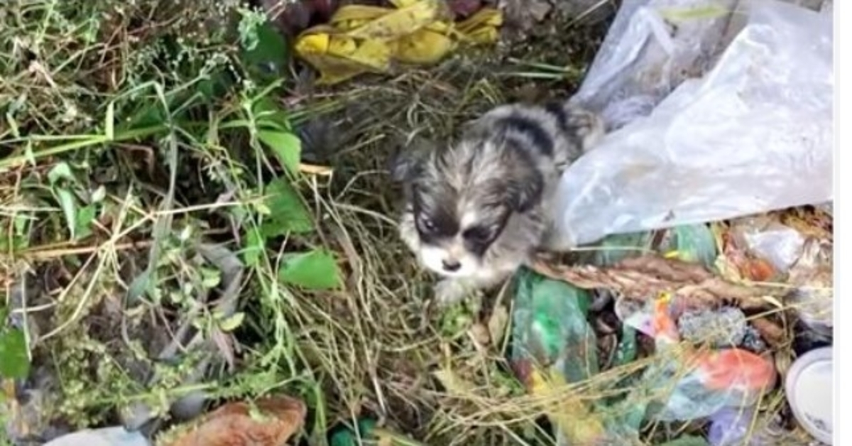 Ponia, patruliuojanti „šunų sąvartyno vietoje“, buvo peršalusi, tyčia išmestas panikuotas kūdikis