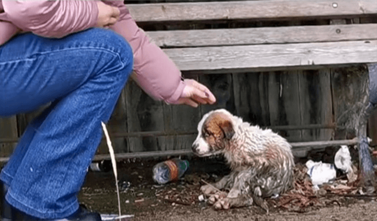 Woman Held Back Sobs As Ji Reached Out To Pup Caked In Mud & Waste