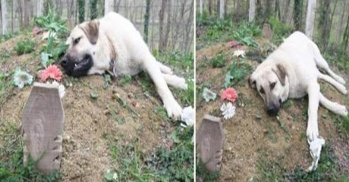 Šis „sumuštas“ šuo kasdien bėgdavo iš namų aplankyti savo mirusio šeimininko kapo