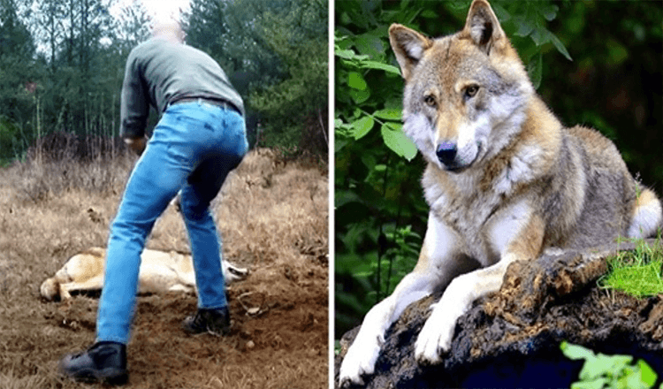 Vyras išgelbėja mirštantį vilką ir jos jauniklius, po metų vilkas grąžina malonę