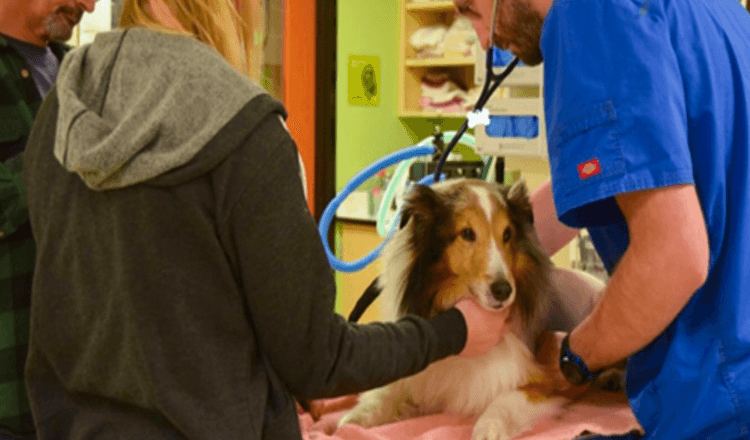 Paralyžiuotas šuo turėjo būti užmigdytas, kol veterinaras pajuto erkę