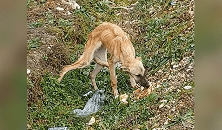 Jis rado išsigandusį šunį, kuris visiškai nepasitiki žmonėmis ir yra labai liūdnas