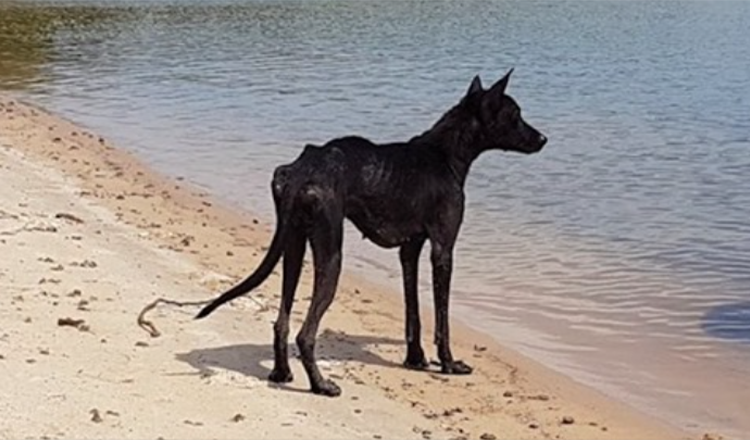 Žmogus kruizu Amazonės džiunglėse apleistoje saloje aptiko šunį