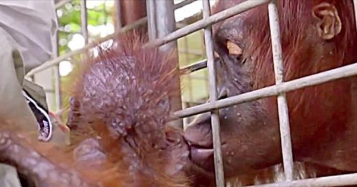 Mamai, orangutanei susitinkant su pagrobtu kūdikiu, darbininkai apsiverkia