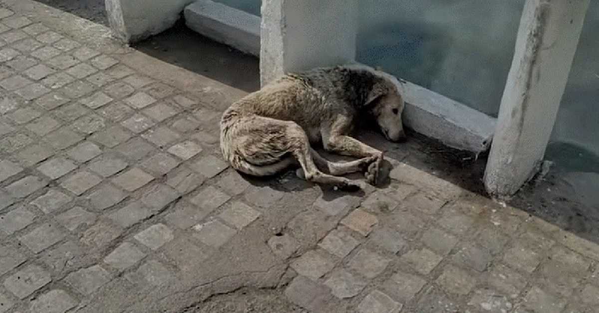 Šuo su kaklo žaizda guli mirti, bet pagalba jau yra pakeliui