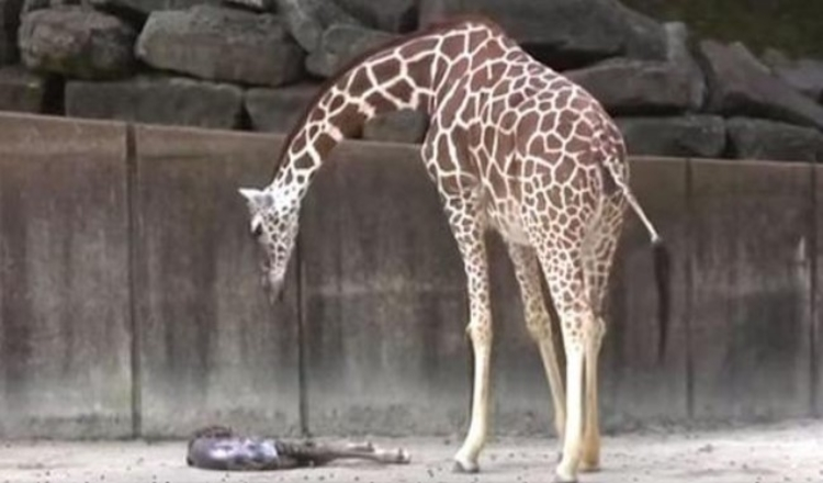 Mama Giraffe Laikrodžiai, ar nėra jokių gyvybės ženklų jos išsekusiam naujagimiui