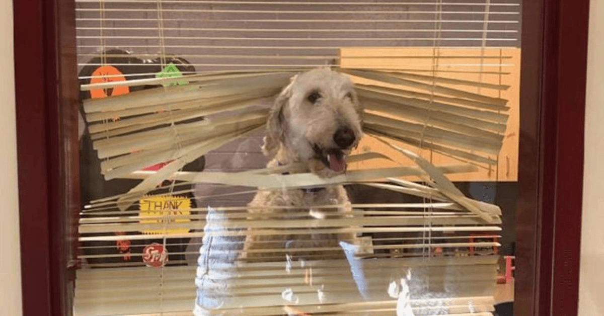 Labradoodle’as seka vaikus į mokyklą, tada šeima gauna jo nuotrauką direktoriaus kabinete