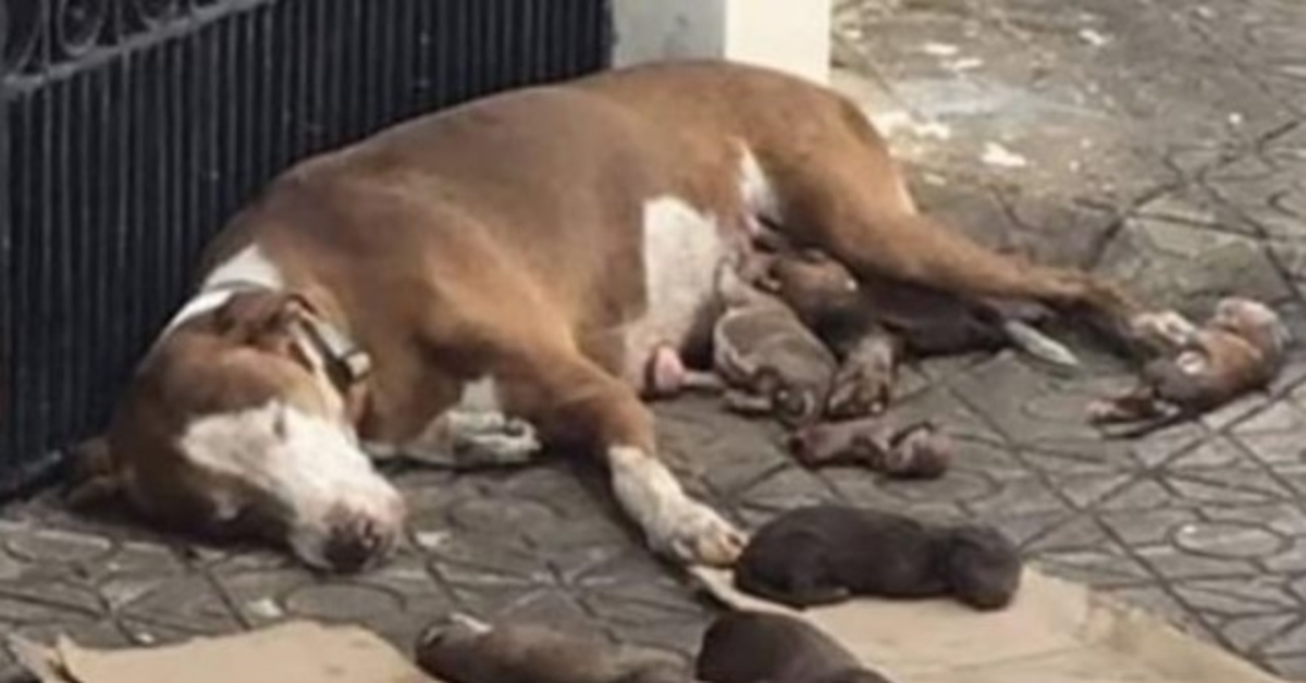 Ji pagimdo ant šaligatvio, griūva, kai atvyksta pagalba, saugodama jos šuniukus