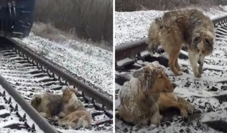 Sužeistas šuo 2 dienas įstrigo geležinkelio bėgiuose, saugomas ištikimo brolio, kuris atsisakė išvykti