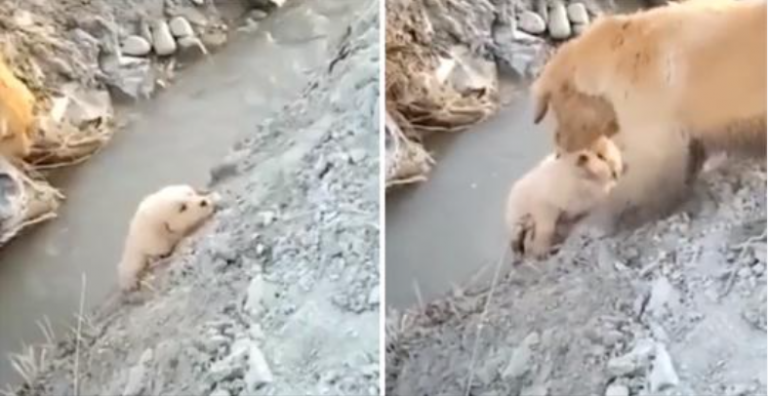 Šuo mama išgelbėja savo šuniuką nuo kritimo į griovį. Ji elgėsi be baimės, norėdama Jam padėti