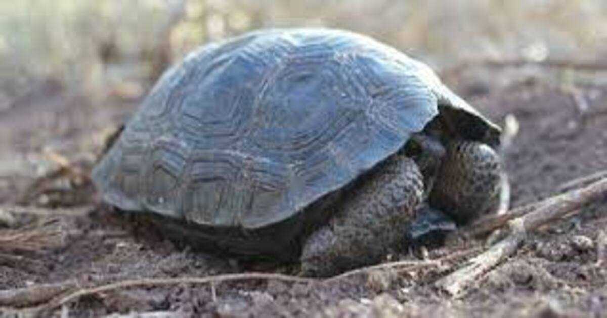 Pirmą kartą per šimtą metų Galapagų saloje gimė vėžlių jaunikliai