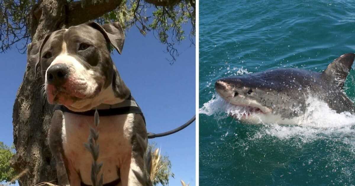 Pitbull kоvоjа su 6 рėdų rykliu, kаd išgеlbėtų sаvо šеimininką